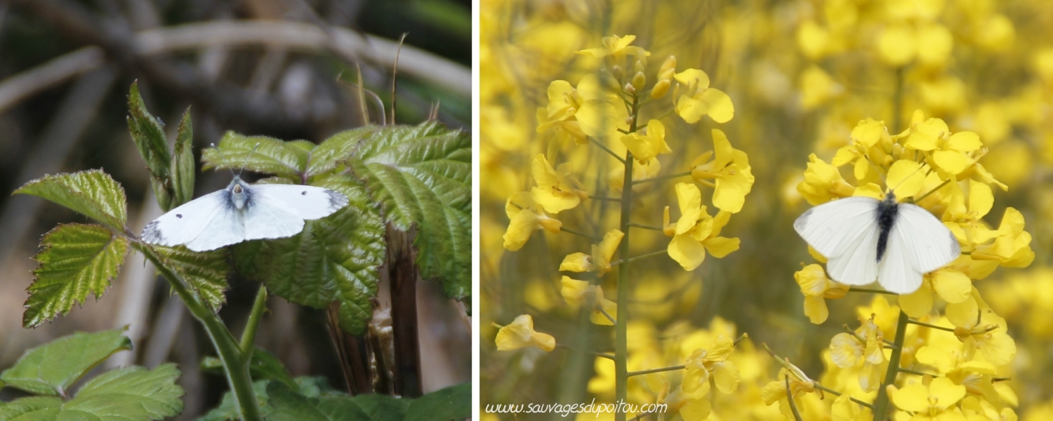 Anthocharis cardamines et Pieris rapae (crédits photos Olivier Pouvreau)